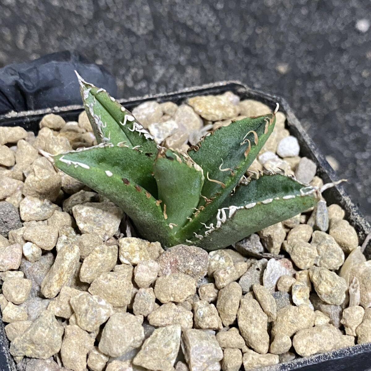 Amazon.co.jp: 多肉植物 アガベ チタノタ 金蟾 胴切大子株 発根